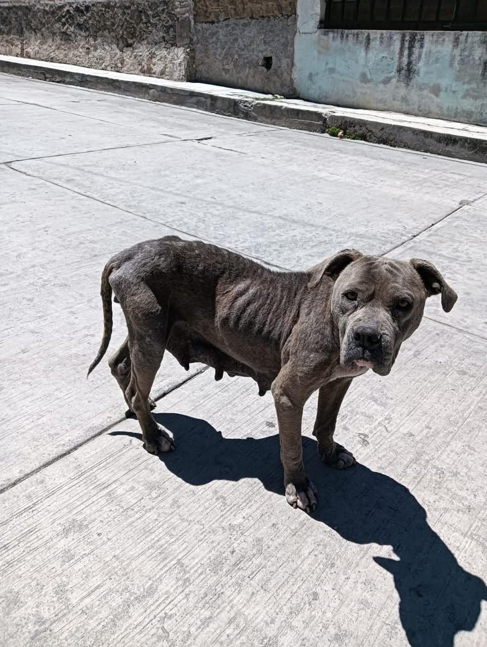 Rescatan a “Maya”, perrita abandonada en Emiliano Zapata; buscan hogar para ella