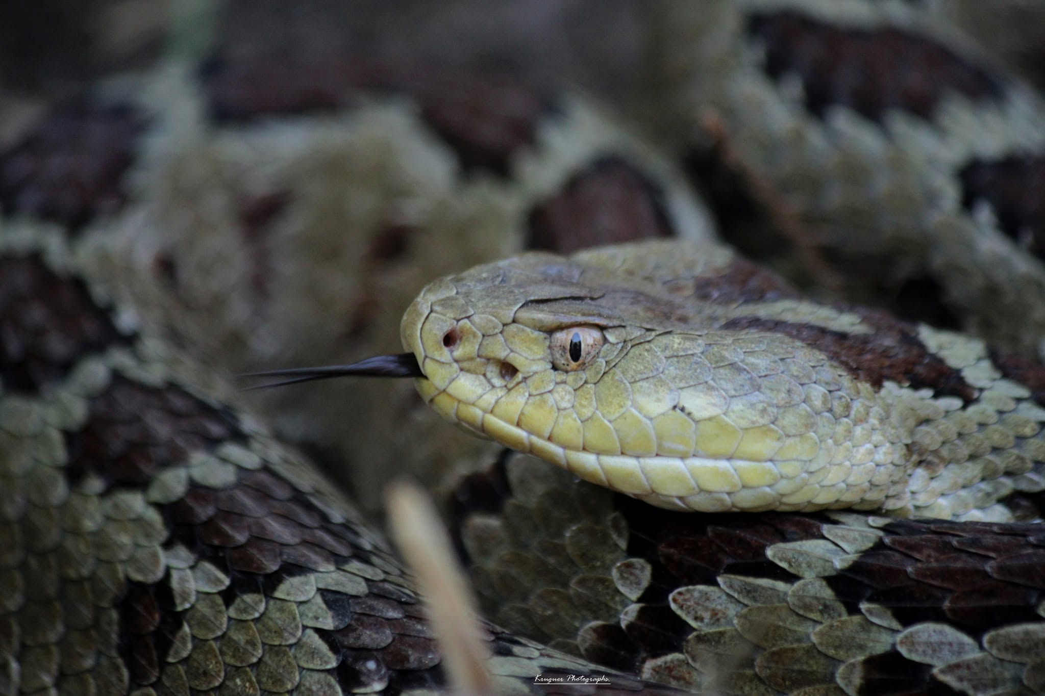 Aumentan 159% las mordeduras de serpiente en Hidalgo; el Altiplano también convive con las cascabeles